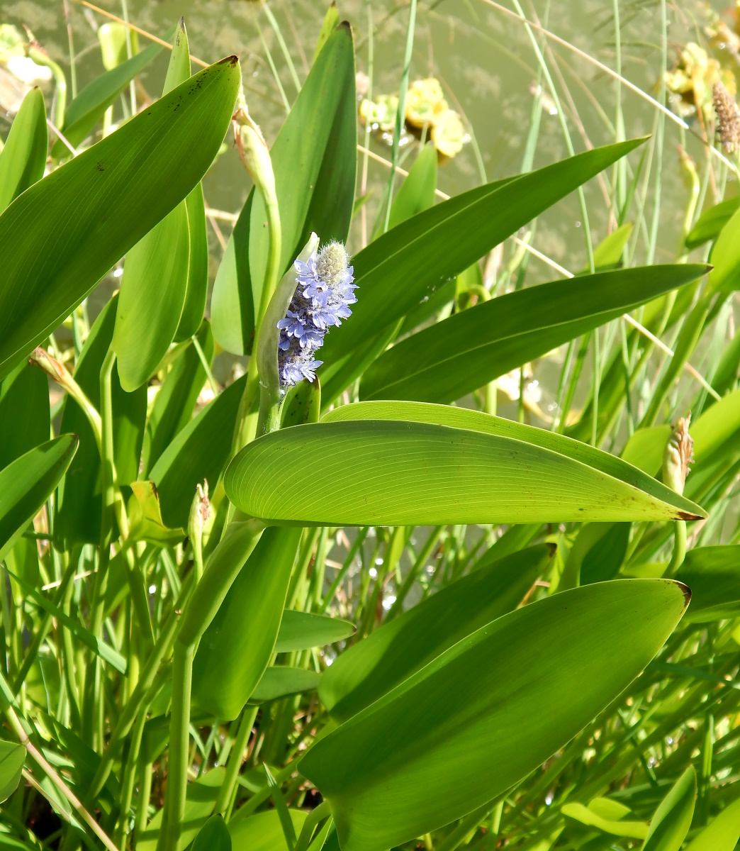 Image of Pontederia cordata specimen.