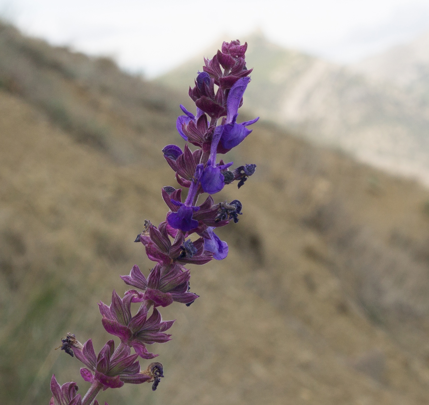 Изображение особи Salvia tesquicola.