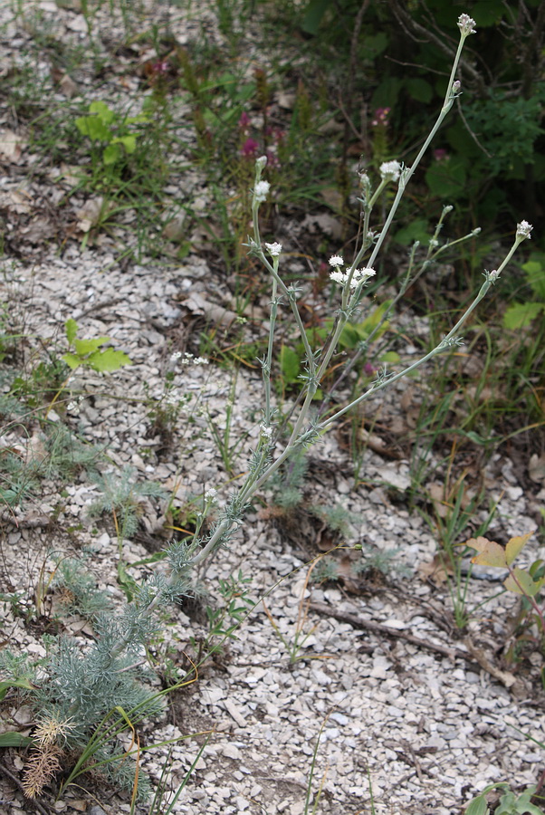 Image of Seseli dichotomum specimen.