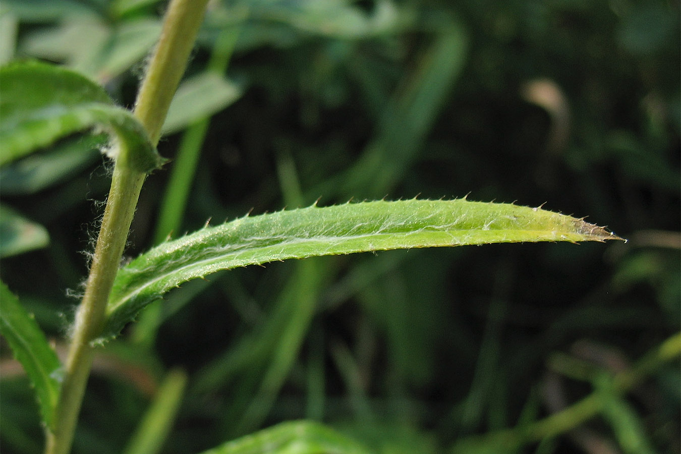 Image of Carlina intermedia specimen.