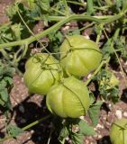 Cardiospermum halicacabum