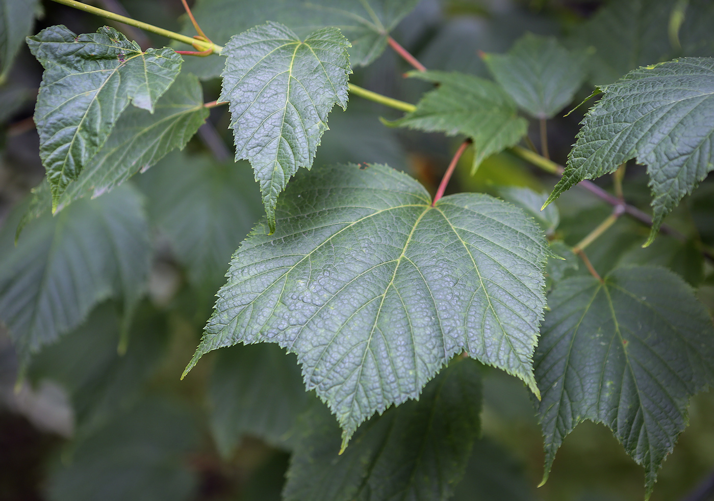 Image of Acer pensylvanicum specimen.