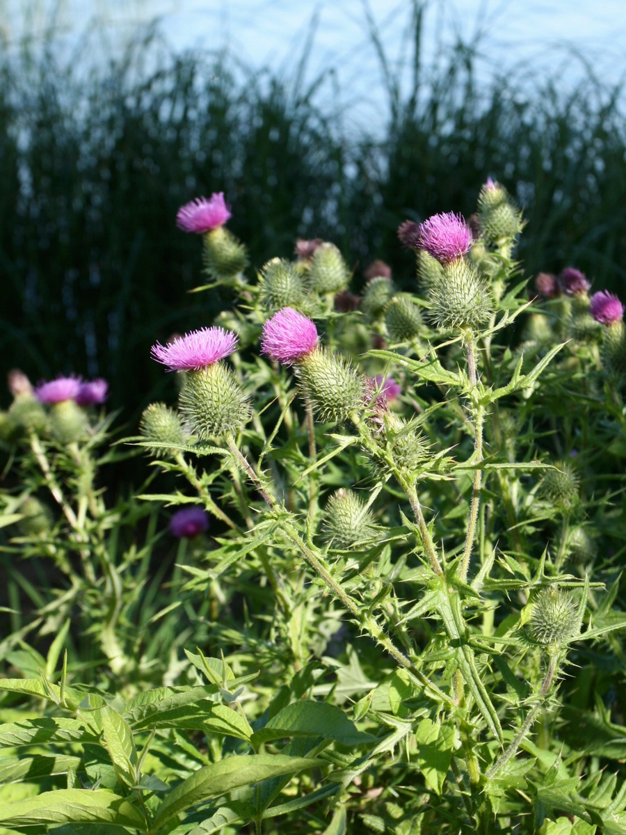 Image of Cirsium vulgare specimen.