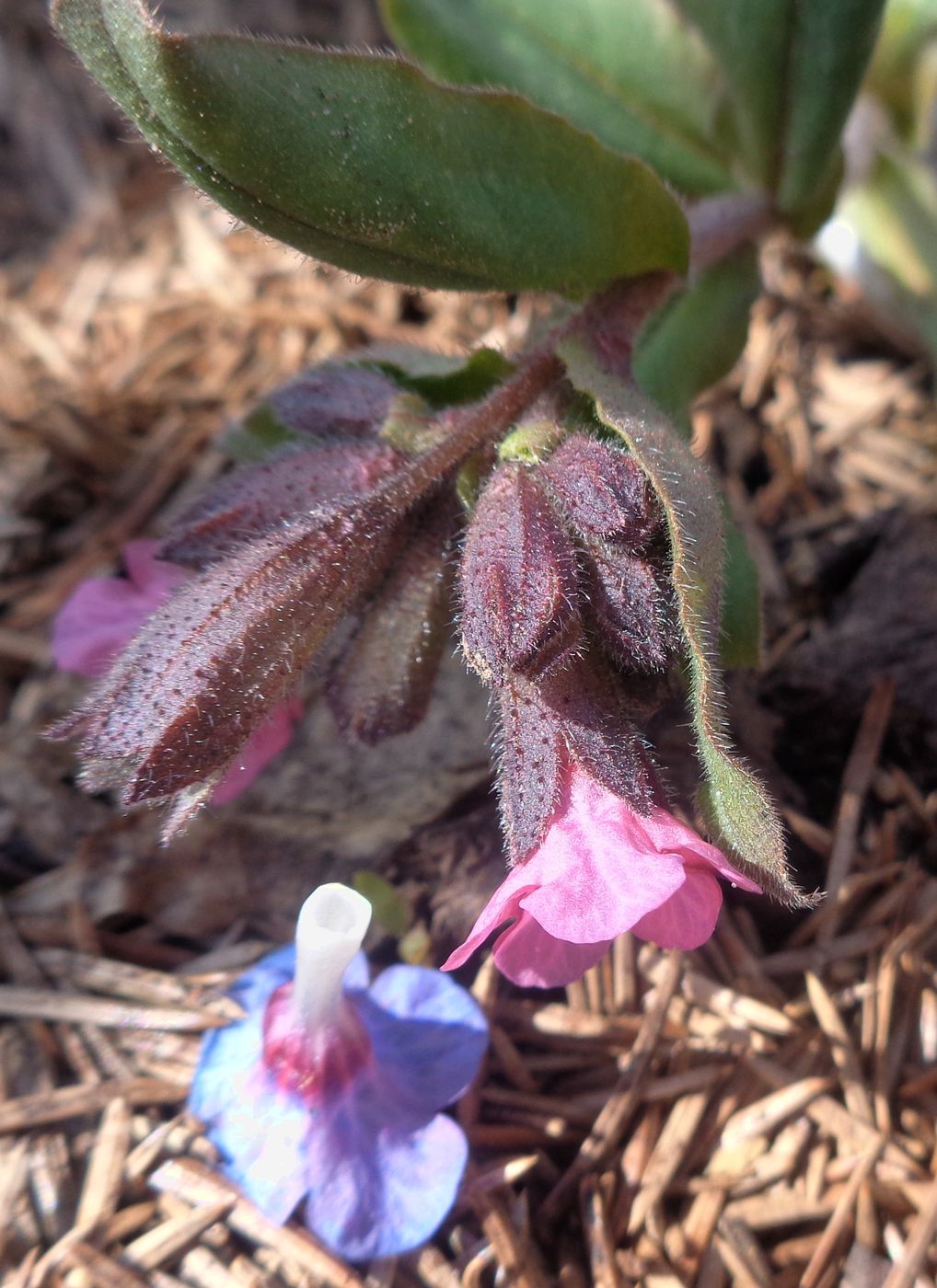 Image of Pulmonaria obscura specimen.