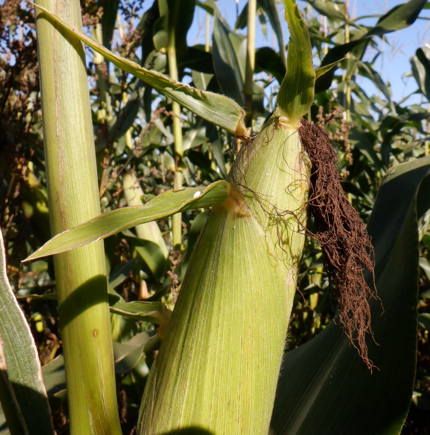 Image of Zea mays specimen.