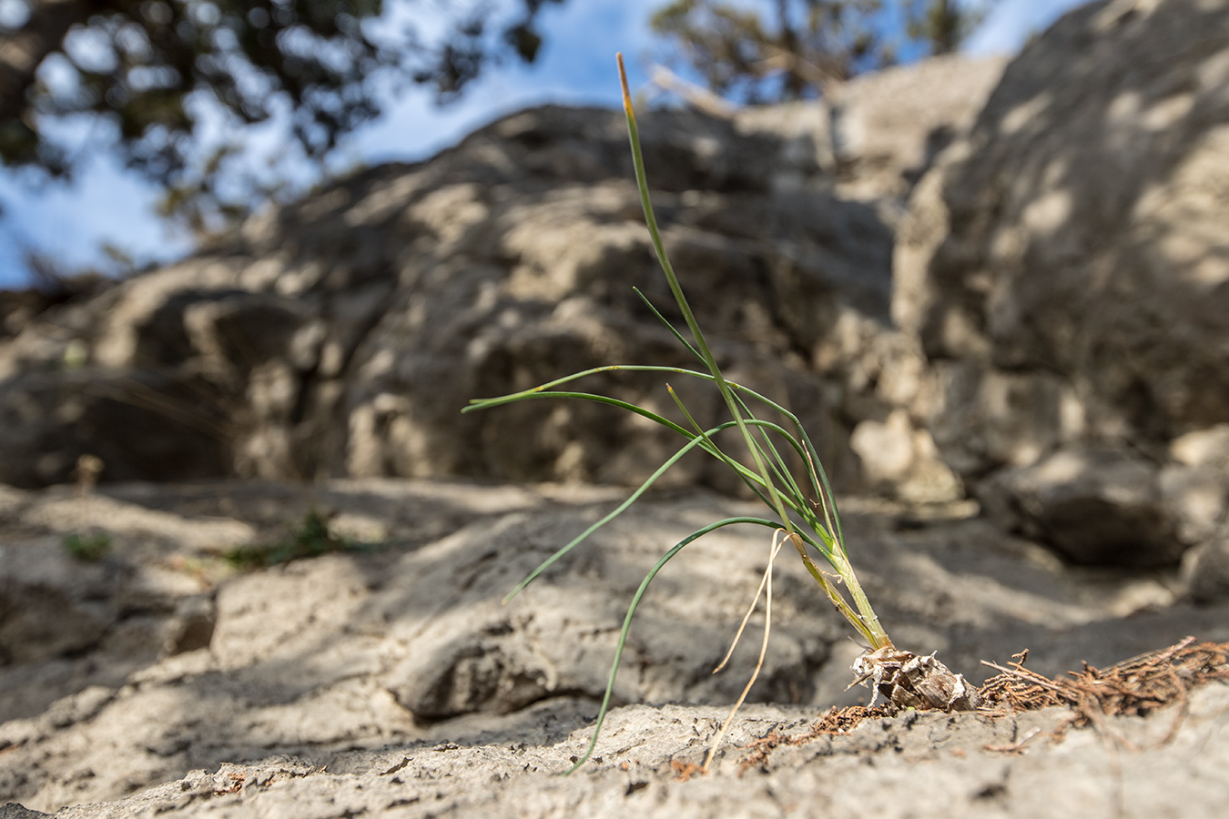 Image of genus Allium specimen.