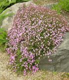 Saponaria ocymoides