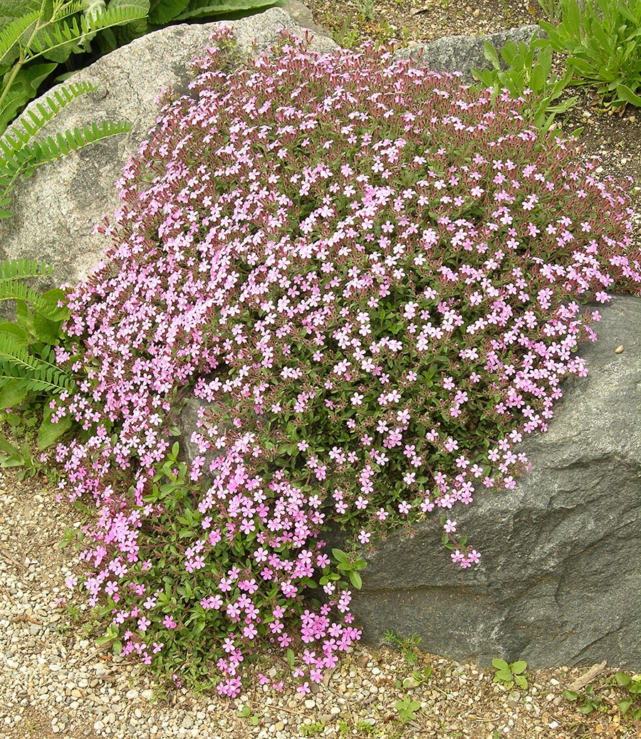 Image of Saponaria ocymoides specimen.