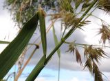 Calamagrostis epigeios. Часть вехнего листа с листовым влагалищем и часть стебля с частью соцветия. Республика Алтай, Шебалинский р-н, южный макросклон г. Соловковая, луг на высоте около 700 м н.у.м. 28.07.2010.