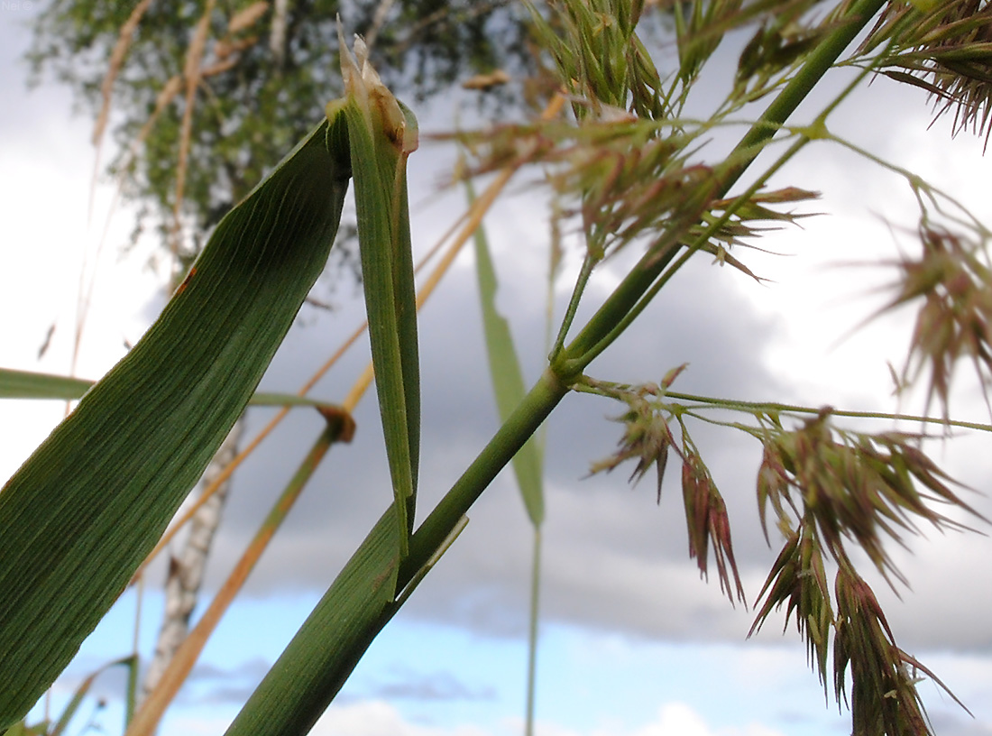 Изображение особи Calamagrostis epigeios.