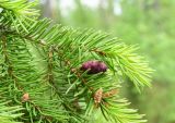 Picea obovata. Часть ветки с молодой шишкой, микростробилами и сидящей журчалкой. Красноярский край, Среднесибирское плоскогорье, плато Путорана, окр. оз. Глубокое. 07.07.2017.