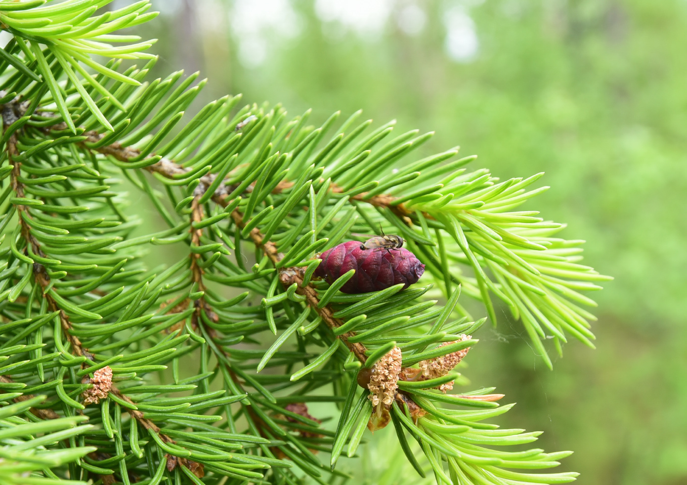 Изображение особи Picea obovata.