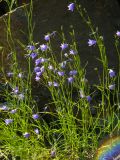 Campanula rotundifolia