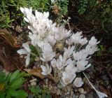 genus Colchicum. Цветущие растения (белоцветковая форма). Тверская обл., г. Тверь, Заволжский р-н, ботанический сад ТвГУ, в культуре. 14 сентября 2019 г.