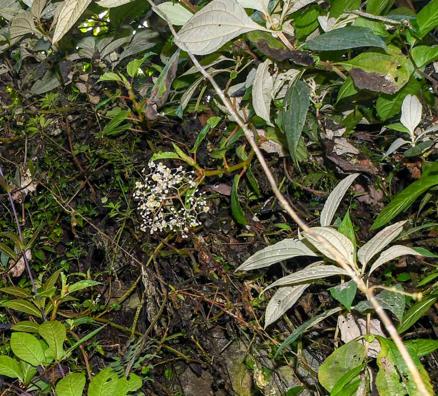 Image of Begonia glabra specimen.