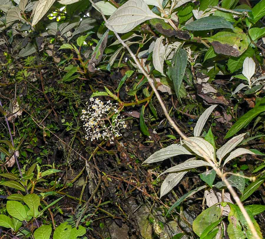 Image of Begonia glabra specimen.