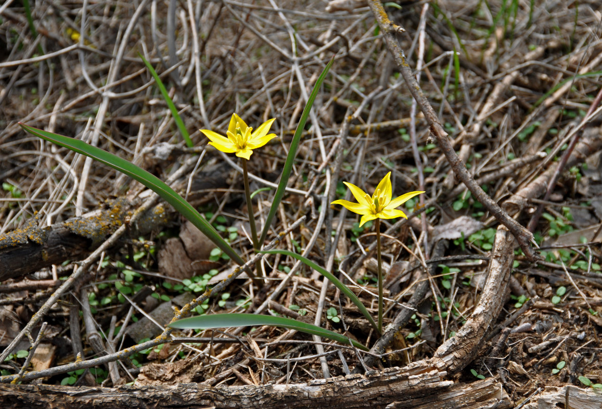 Изображение особи Tulipa biebersteiniana.