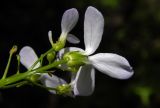 Cardamine bulbifera