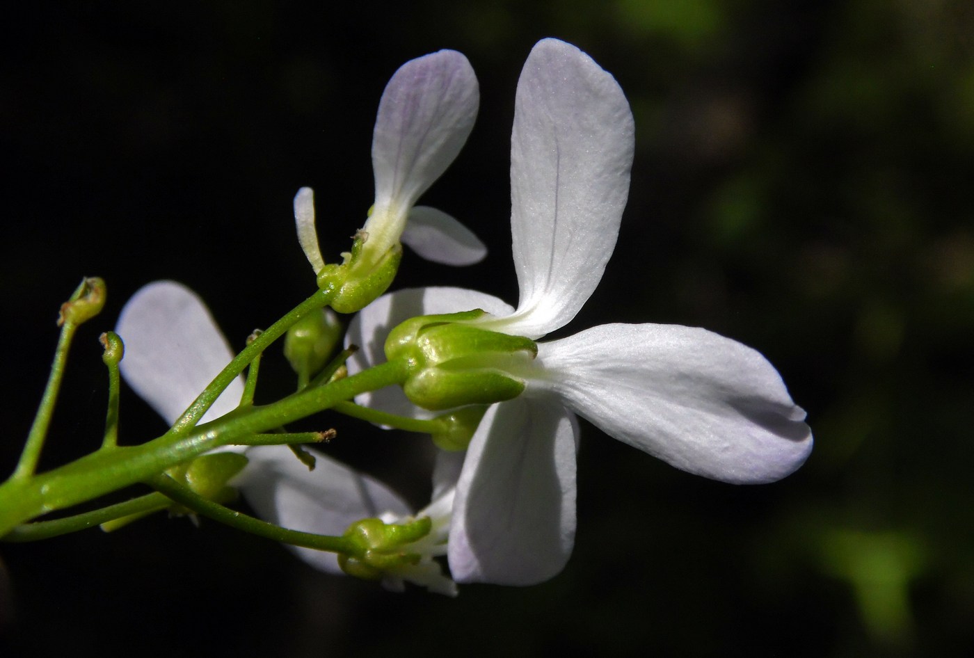 Image of Cardamine bulbifera specimen.