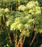 Sedum sediforme. Верхушки цветущих растений. Крым, Симферополь, ботсад университета. 12 июля 2010 г.