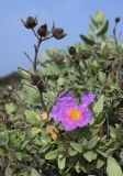 Cistus albidus