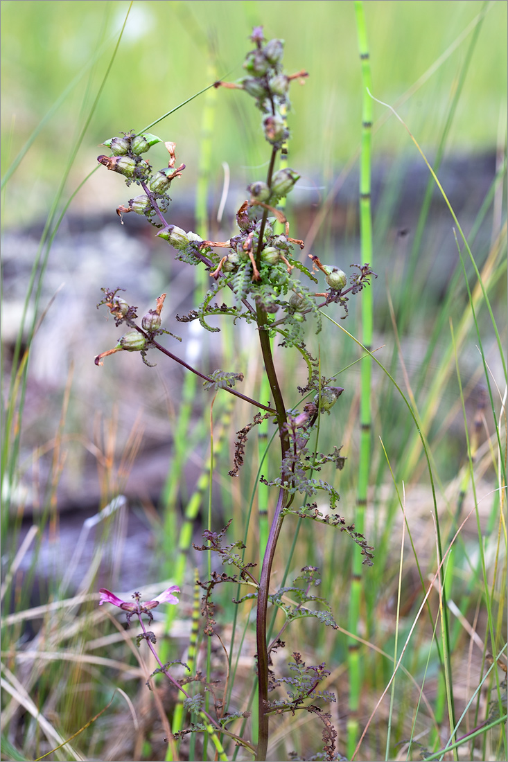 Изображение особи Pedicularis palustris.