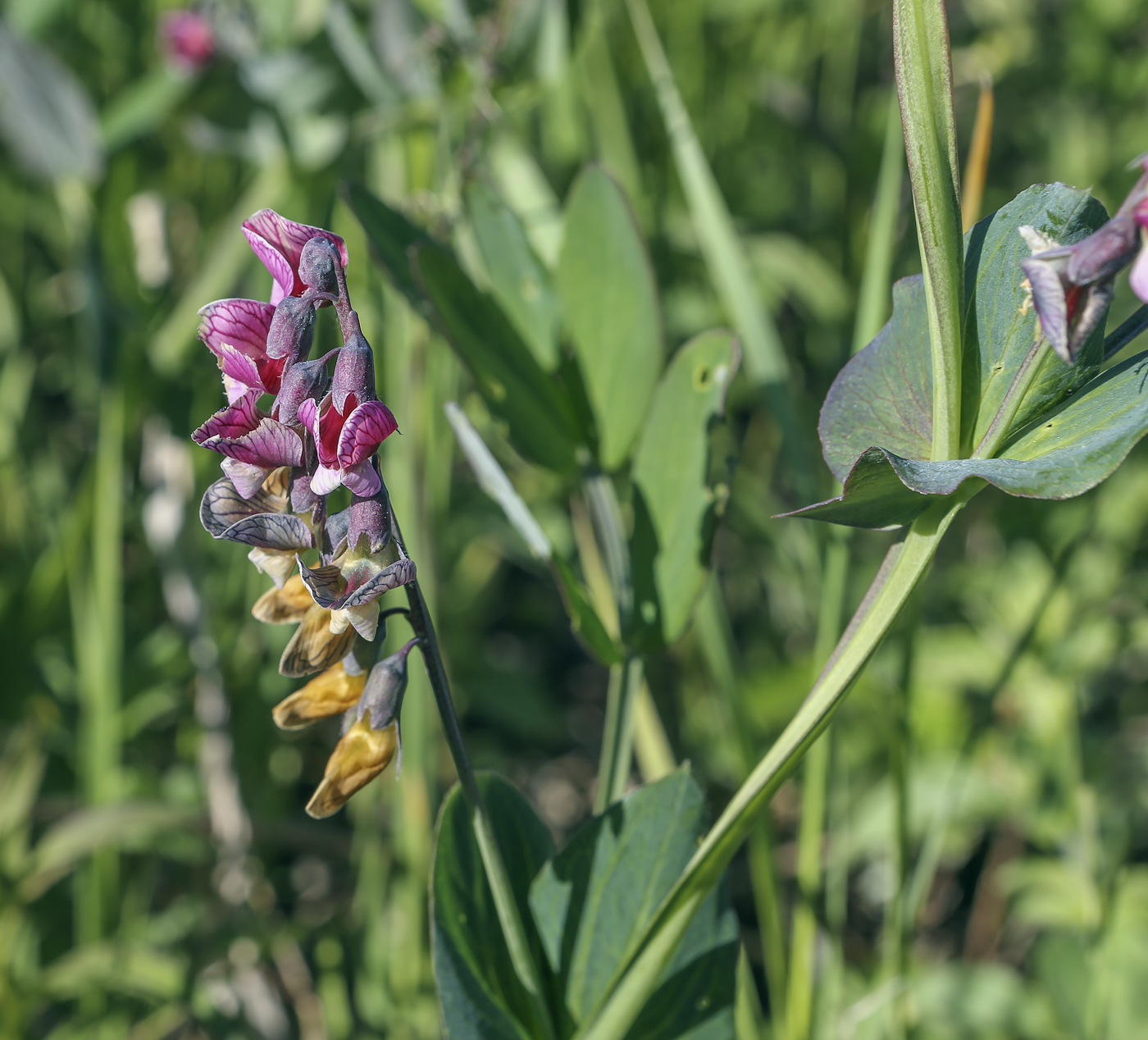 Изображение особи Lathyrus pisiformis.