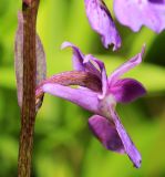 Ponerorchis chusua