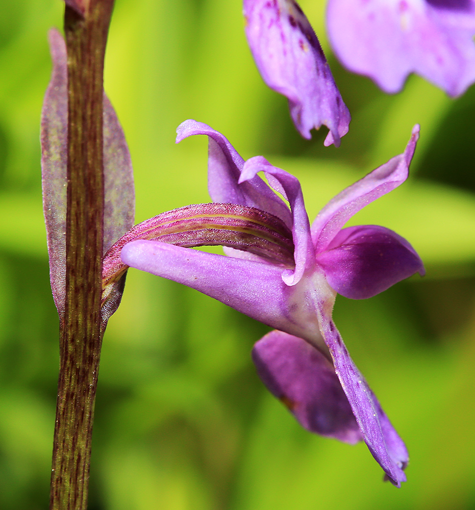 Изображение особи Ponerorchis chusua.