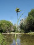 Juncus articulatus. Побег растения c пролиферирующим соцветием. Южный Казахстан, Жамбылская обл., пойма р. Асса, берег мелководной протоки. 25 июня 2021 г.