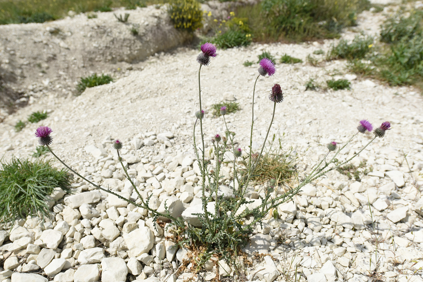 Image of Carduus uncinatus ssp. davisii specimen.