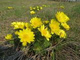 Adonis vernalis