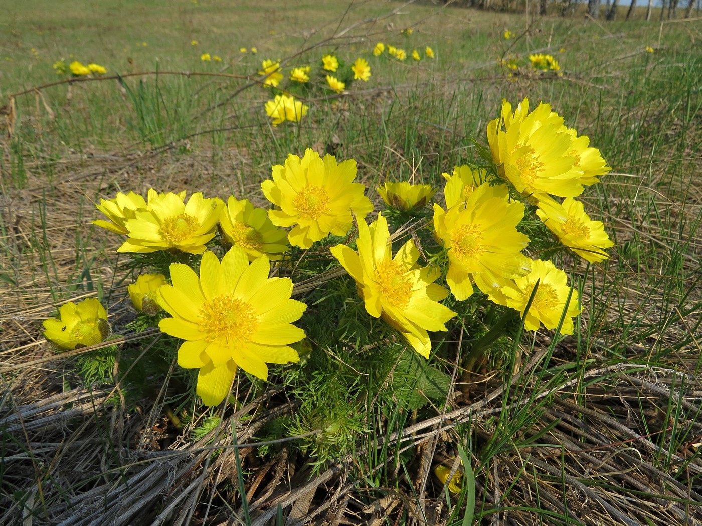 Изображение особи Adonis vernalis.