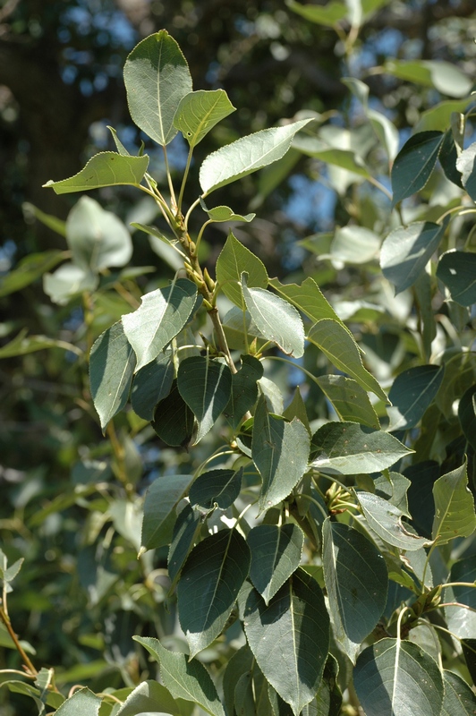 Image of Populus talassica specimen.