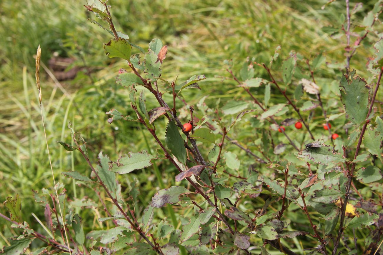 Изображение особи Cotoneaster uniflorus.