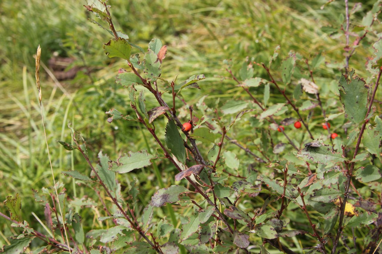 Image of Cotoneaster uniflorus specimen.