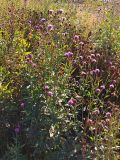 Cirsium setosum