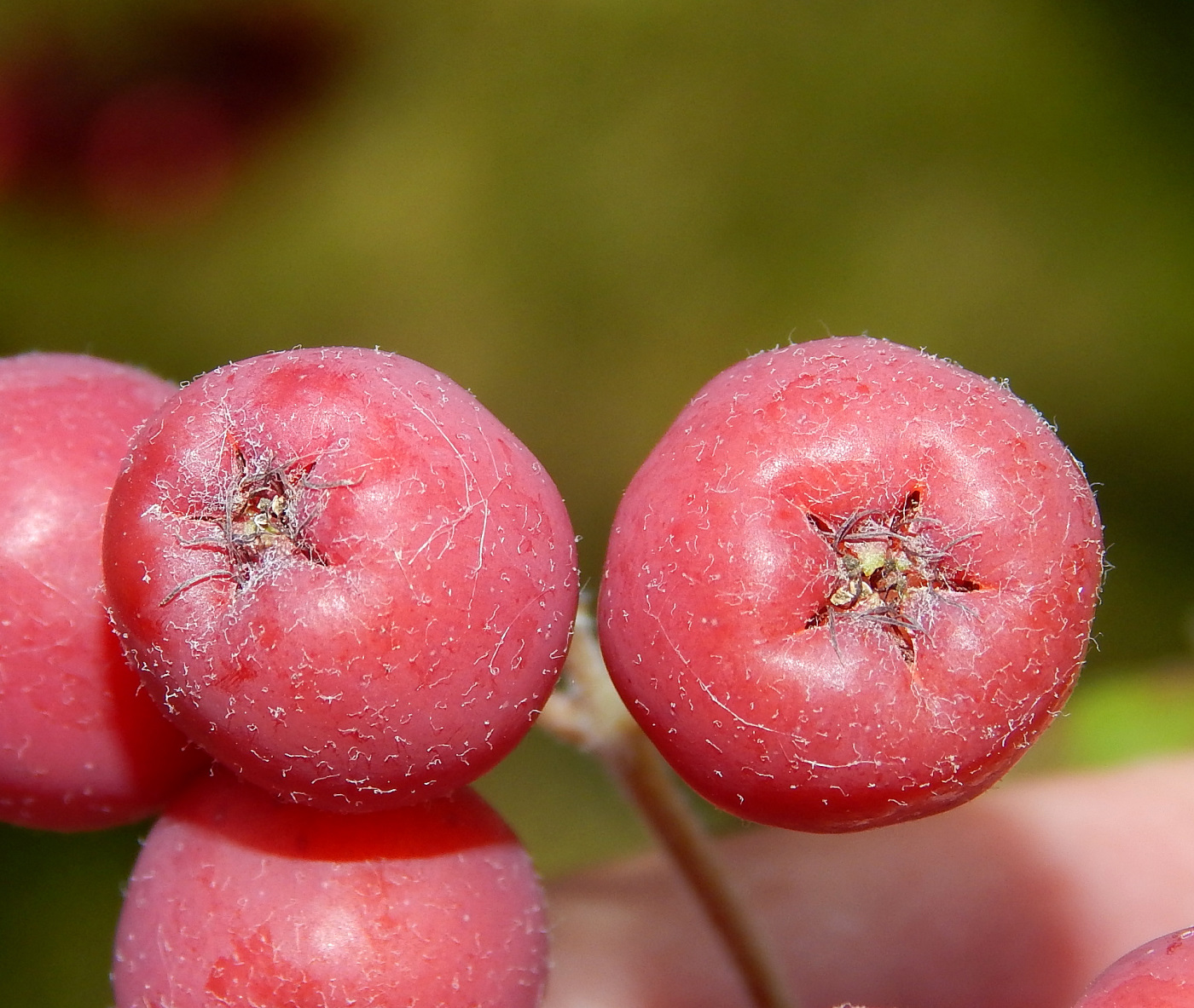 Image of &times; Crataegosorbus miczurinii specimen.