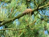 Pinus halepensis
