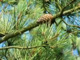 Pinus halepensis. Часть ветки с шишкой. Испания, Астурия, муниципалитет Газон, берег Бискайского залива. Июль.