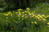 Oxalis pes-caprae
