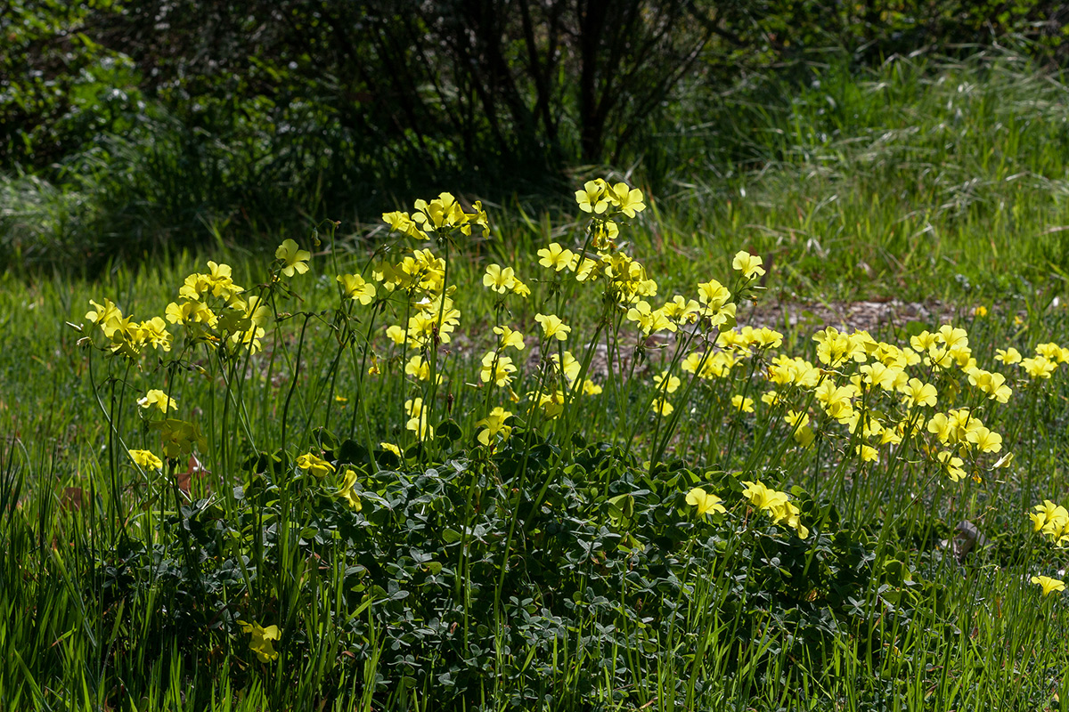 Image of Oxalis pes-caprae specimen.