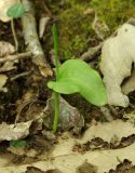 Ophioglossum vulgatum. Спороносящее растение. Азербайджан, Ленкоранский р-н, Гирканский лес. 11.04.2010.