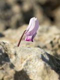 Cyclamen graecum