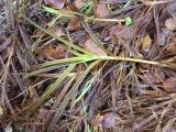 Carex sordida