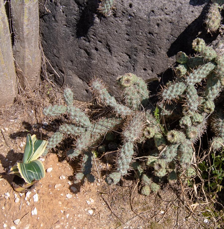 Изображение особи Cylindropuntia cholla.