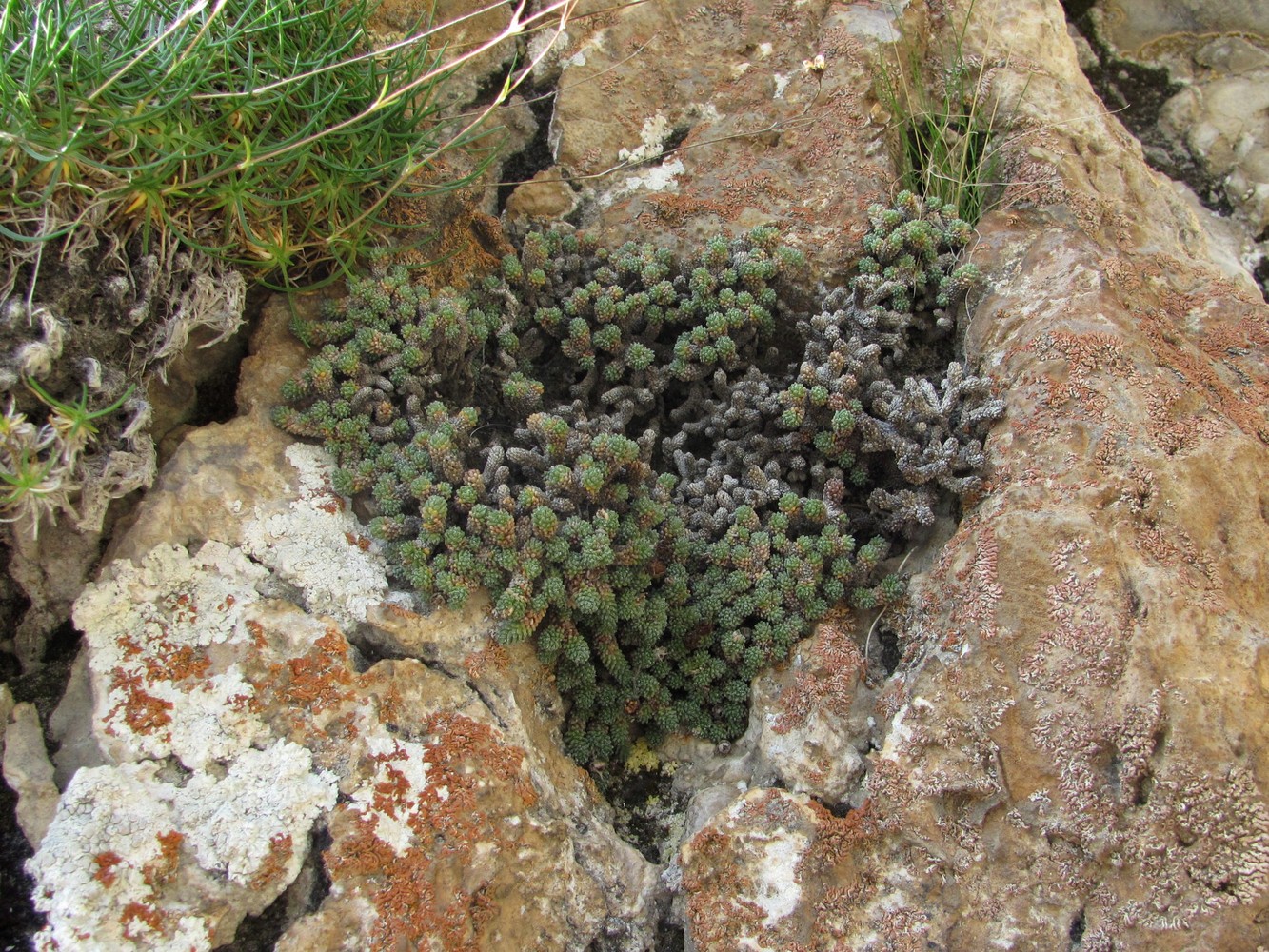 Image of Saxifraga columnaris specimen.