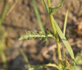 Senecio jacobaea. Лист. Республика Алтай, Улаганский р-н, долина р. Чулышман, окр. урочища Чегее, берег р. Чулышман. 7 августа 2020 г.