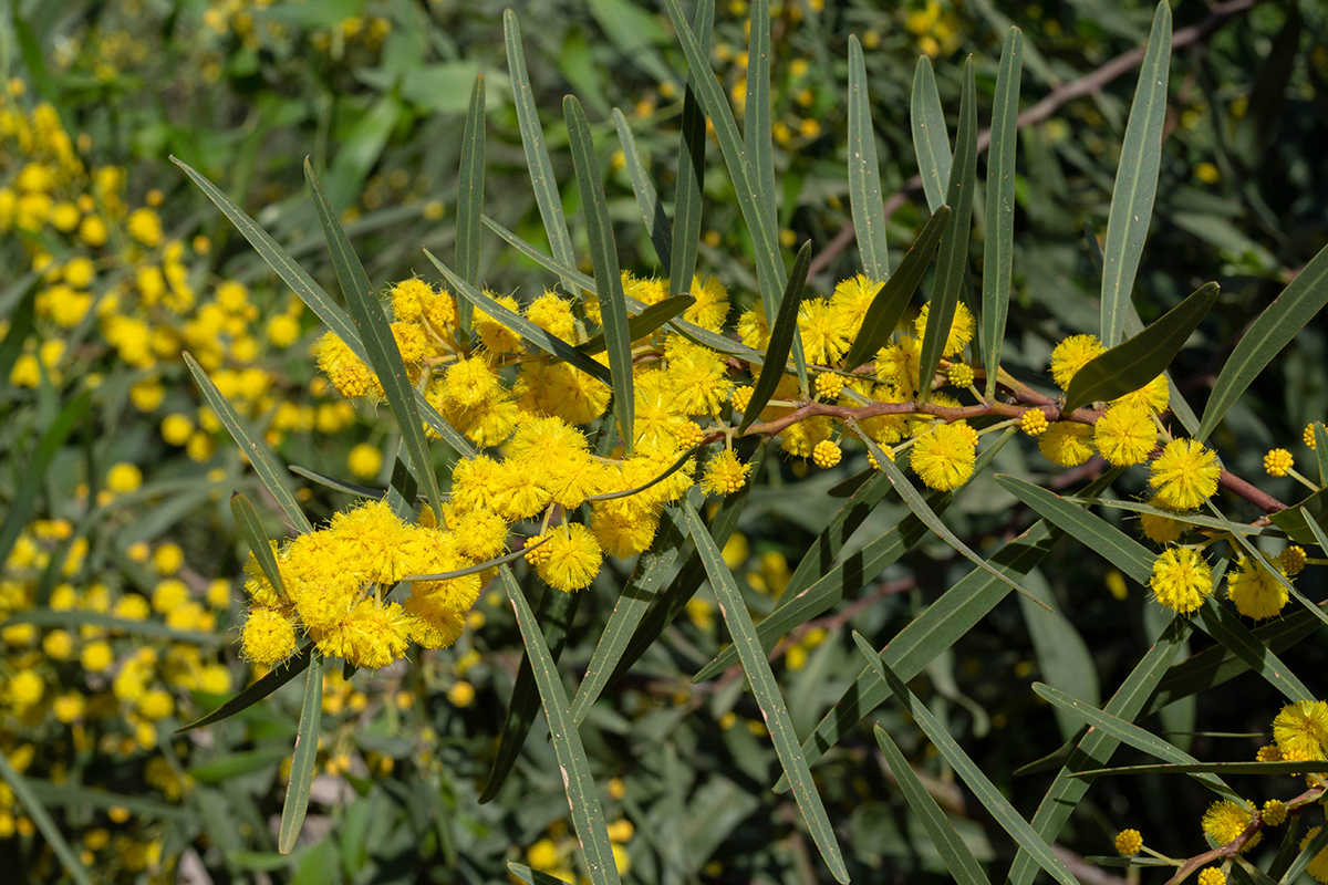 Image of Acacia saligna specimen.