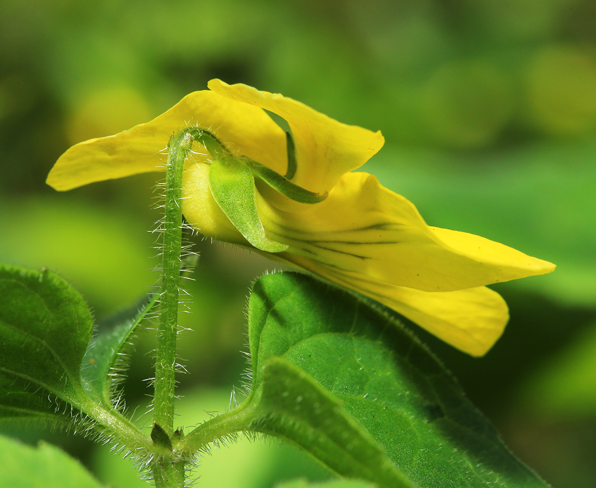 Image of Viola muehldorfii specimen.